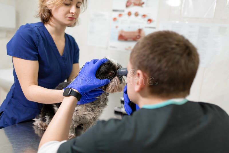 A veterinary ophthalmologist makes a medical procedure, examines the eyes of a dog with an injured eye and an assisent helps her to hold her head. A veterinarian makes biomicroscopy using a slit lamp