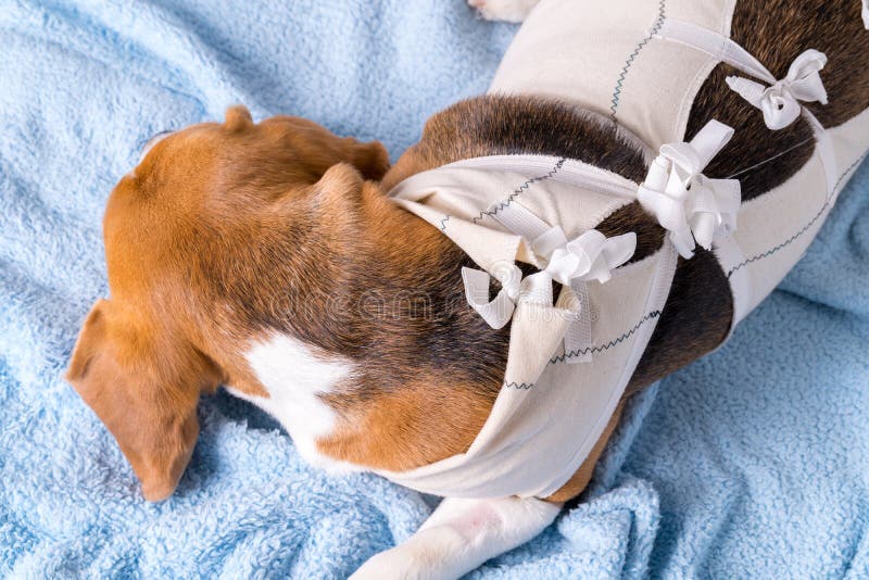 Veterinary protective suit for dog after surgery stock images Veterinary protective suit for dog after surgery stock images