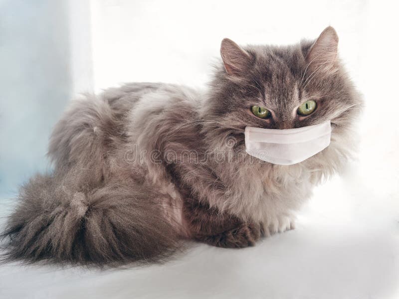 Veterinary science. grey furry cat in a medical mask. epidemic