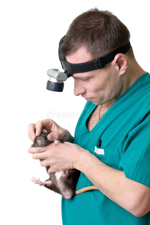 Veterinary Surgeon Examines a Domestic Rat Stock Image Image of care