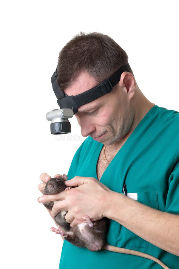 Veterinary Surgeon Examines A Domestic Rat Stock Image Image of care