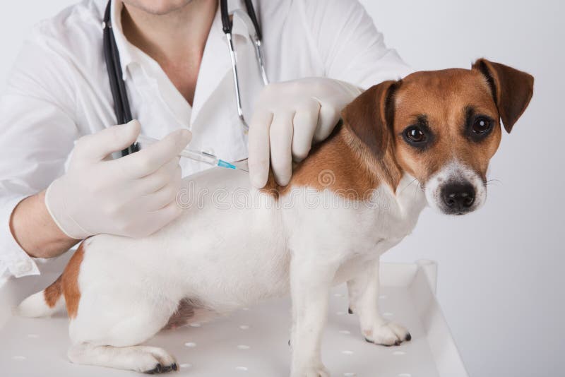 Veterinario cirujano es un dar vacuna sobre el el perro.