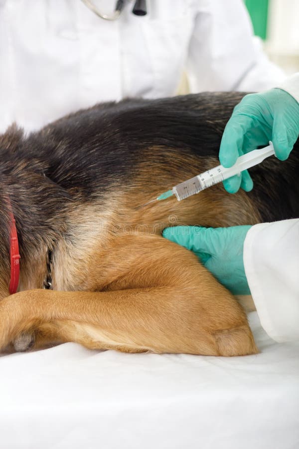 veterinary surgeon is giving the vaccine to the dog German Shepherd stock photos veterinary surgeon is giving the vaccine to the dog German Shepherd stock photos
