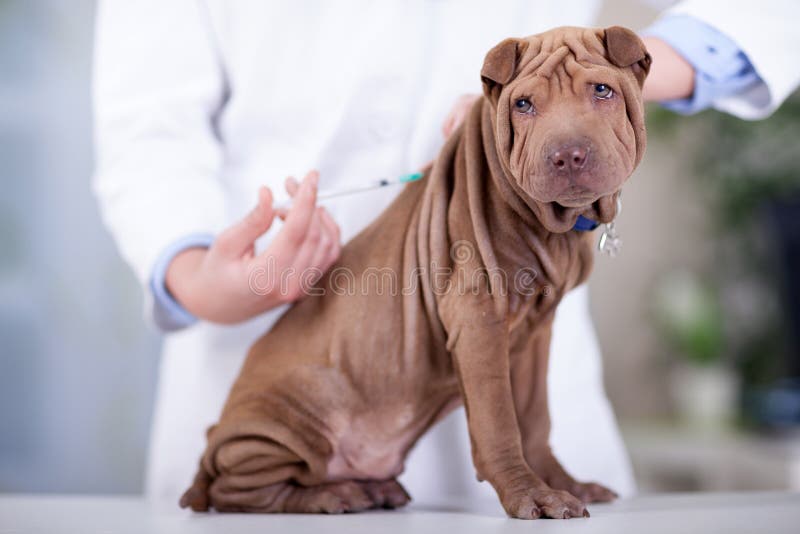 Veterinaria sta dando il vaccino per il cucciolo di cane Shar-Pei.