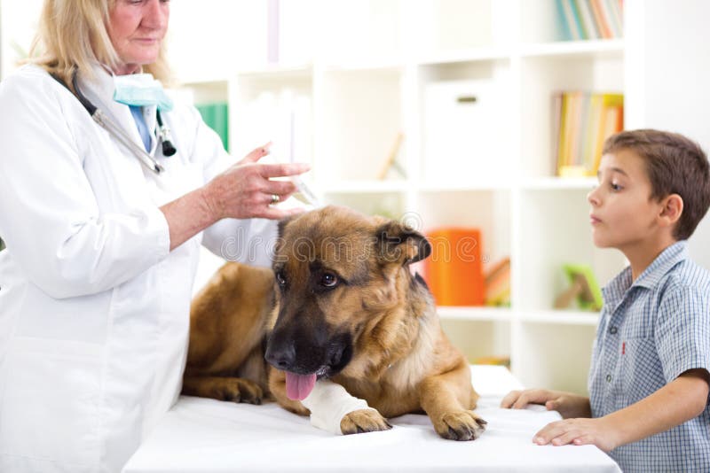 Veterinary surgeon is giving the vaccine to the German Shepherd stock photos Veterinary surgeon is giving the vaccine to the German Shepherd stock photos