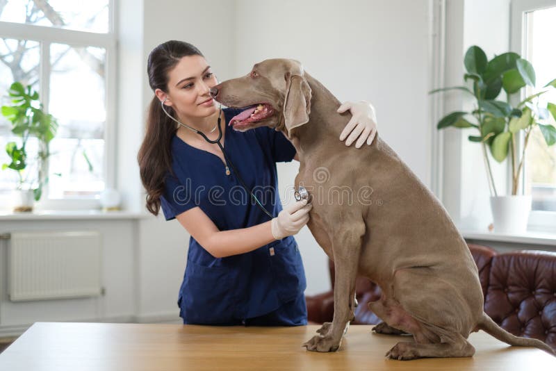 Veterinary surgeon and weimaraner dog at vet clinic stock photos Veterinary surgeon and weimaraner dog at vet clinic stock photos