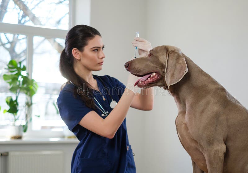 Veterinary Surgeon and Weimaraner Dog at Vet Clinic Stock Image Image