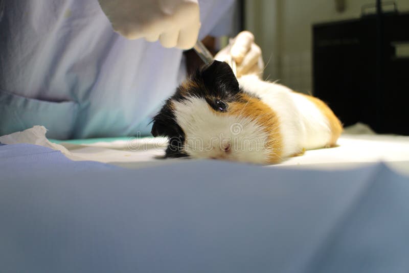 Veterinary Surgery of Dermoid Cyst by Guinea Pig Stock Photo Image of