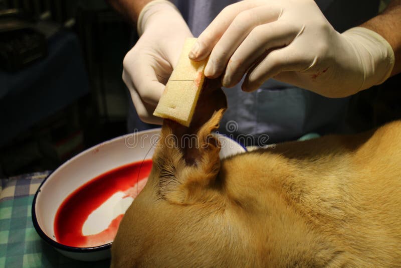 Veterinary Surgery Othematoma by Dog Stock Image Image of head
