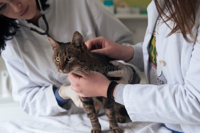 Veterinary Team For Treating Sick Cats Maintain Animal Health Concept