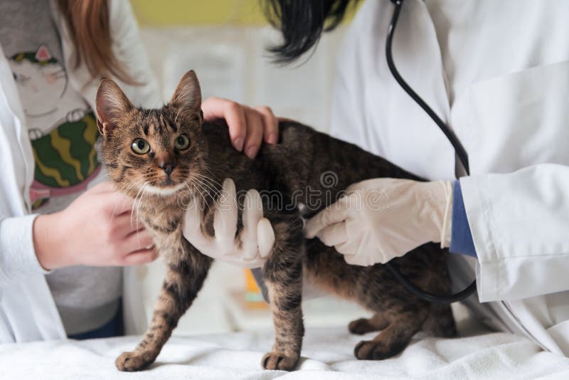 Veterinary Team For Treating Sick Cats Maintain Animal Health Concept