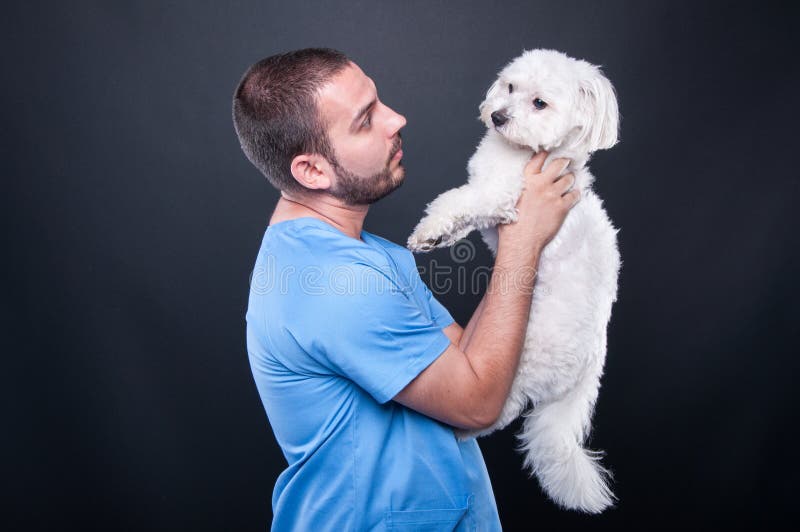 Veterinary wearing scrubs holding dog for consultation stock photography