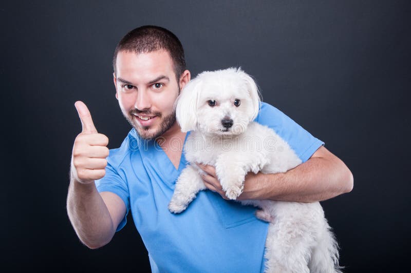 Veterinary wearing scrubs holding dog showing like royalty free stock photo
