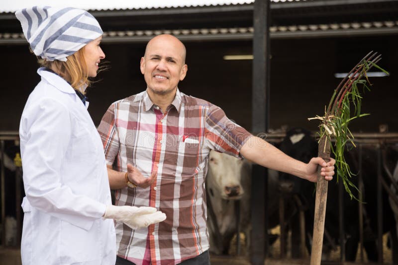 Veterinário da exploração agrícola e posição profissional do trabalhador perto de ordenhar o rebanho no celeiro e do sorriso imagem de stock Veterinário da exploração agrícola e posição profissional do trabalhador perto de ordenhar o rebanho no celeiro e do sorriso imagem de stock