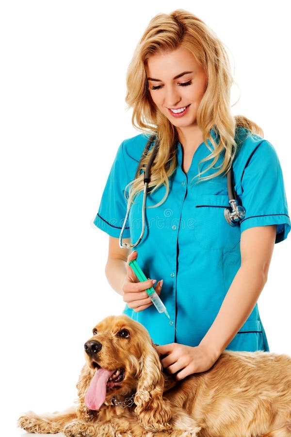 Veterinário fêmea novo que guarda o inglês cocker spaniel e que faz uma injeção imagem de stock Veterinário fêmea novo que guarda o inglês cocker spaniel e que faz uma injeção imagem de stock