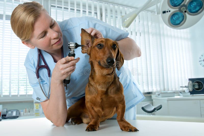 Veterinário que examina um cão fotos de stock royalty free