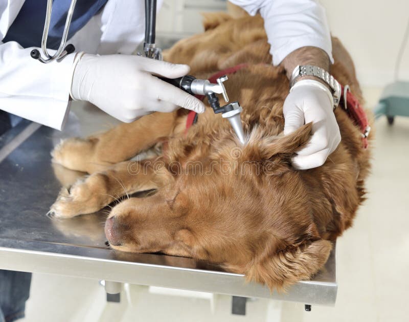 Veterinário que examina um cão foto de stock royalty free