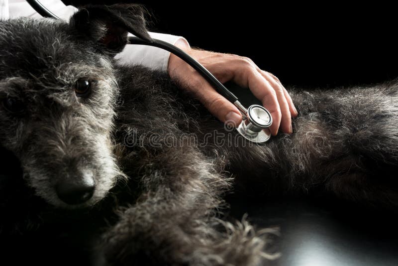 Veterinário que examina um cão com um estetoscópio imagens de stock
