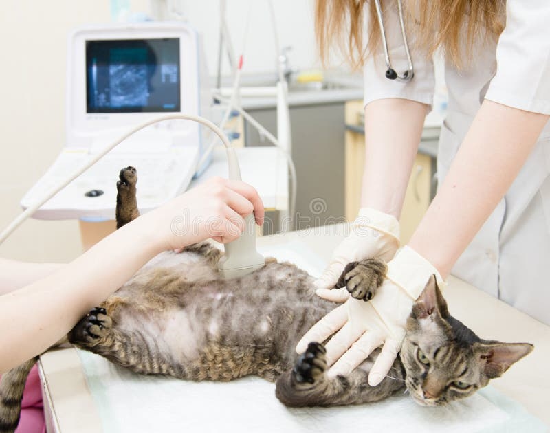 Veterinários de Cat Having Ultrasound Scan At do rex de Devon foto de stock royalty free Veterinários de Cat Having Ultrasound Scan At do rex de Devon foto de stock royalty free