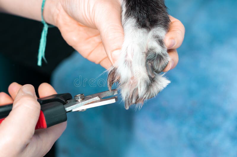 Veterinär, die Nägel eines Windhunds in einer Klinik schneiden stockbilder Veterinär, die Nägel eines Windhunds in einer Klinik schneiden stockbilder