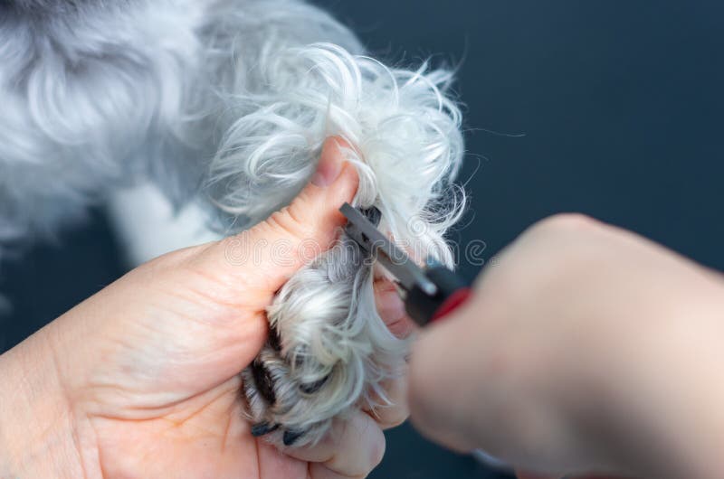 Veterinär, die Nägel eines Zwergschnauzers in einer Klinik schneiden lizenzfreies stockbild Veterinär, die Nägel eines Zwergschnauzers in einer Klinik schneiden lizenzfreies stockbild
