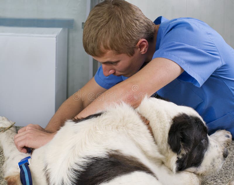 Veterinär- doktor som gör en checkup arkivfoton Veterinär- doktor som gör en checkup arkivfoton