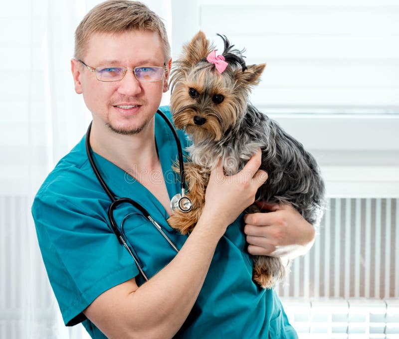 Veterinär- hållande Yorkshire Terrier hund på händer royaltyfria foton Veterinär- hållande Yorkshire Terrier hund på händer royaltyfria foton