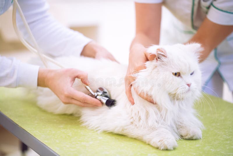 Veterinär på veterinärklinikkontrollen upp katthälsa royaltyfri bild Veterinär på veterinärklinikkontrollen upp katthälsa royaltyfri bild