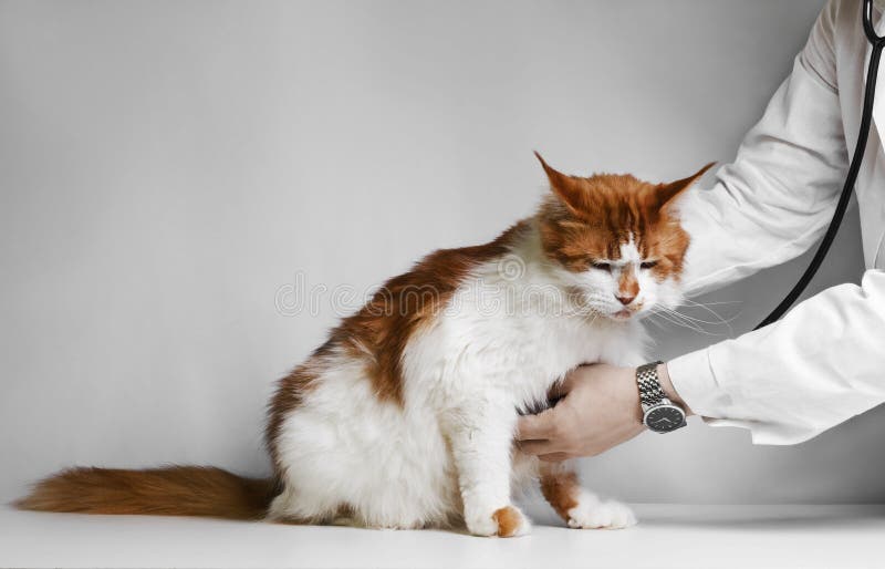 Veterinär som undersöker en kattunge arkivfoto Veterinär som undersöker en kattunge arkivfoto