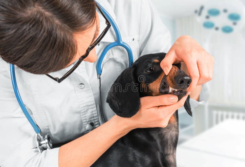 Veterinären undersöker tänder av en hund royaltyfria bilder Veterinären undersöker tänder av en hund royaltyfria bilder