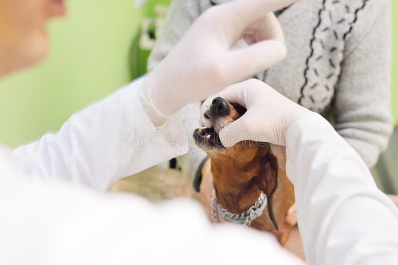 Veterinären undersöker tänderna och käken av en hund fotografering för bildbyråer Veterinären undersöker tänderna och käken av en hund fotografering för bildbyråer