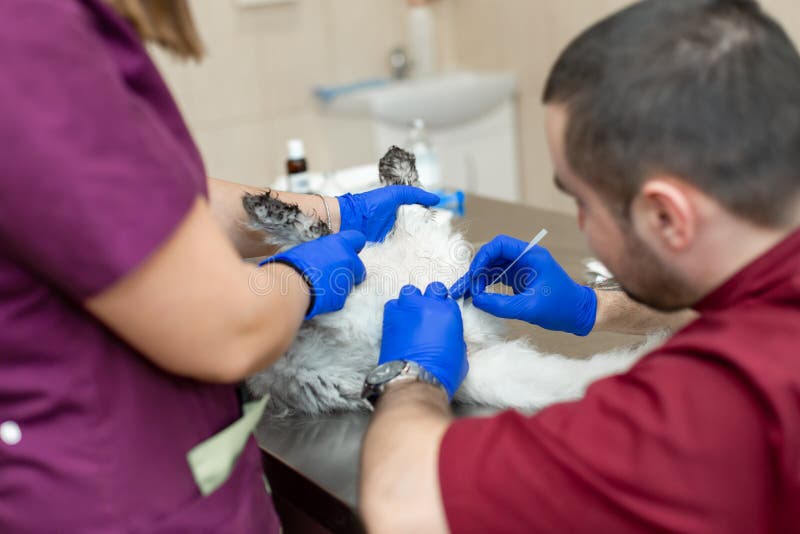 Veterinärer satte en urin- kateter till en katt royaltyfria bilder Veterinärer satte en urin- kateter till en katt royaltyfria bilder