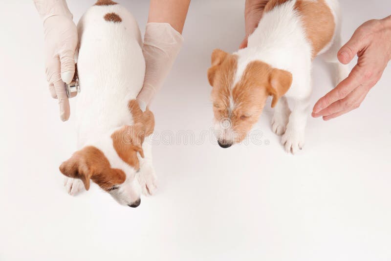 Veterinärer som undersöker gullig rolig hundkapplöpning fotografering för bildbyråer Veterinärer som undersöker gullig rolig hundkapplöpning fotografering för bildbyråer