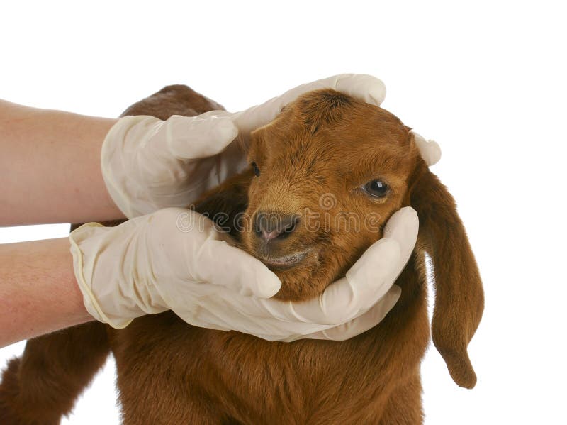 Veterinary care - veterinarian examining young goat on white background. Veterinary care - veterinarian examining young goat on white background