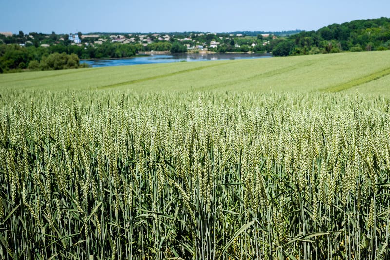 veteåker med mognande spikelets i bakgrunden av byn royaltyfri fotografi veteåker med mognande spikelets i bakgrunden av byn royaltyfri fotografi