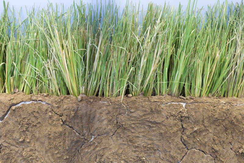 Vetivar Grass for Preventing Soil Erosion Stock Image Image of