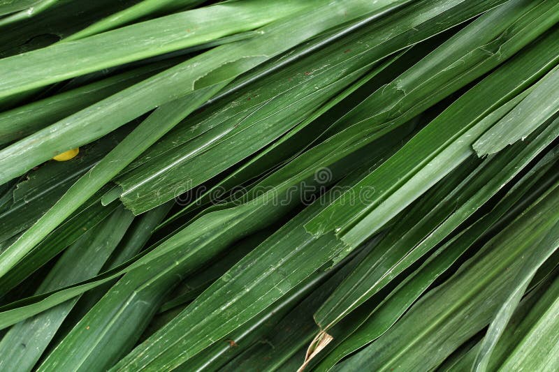 Vetiver fotografía de archivo