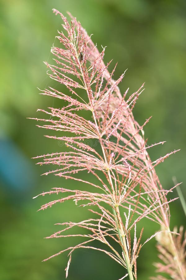 Vetiver flower