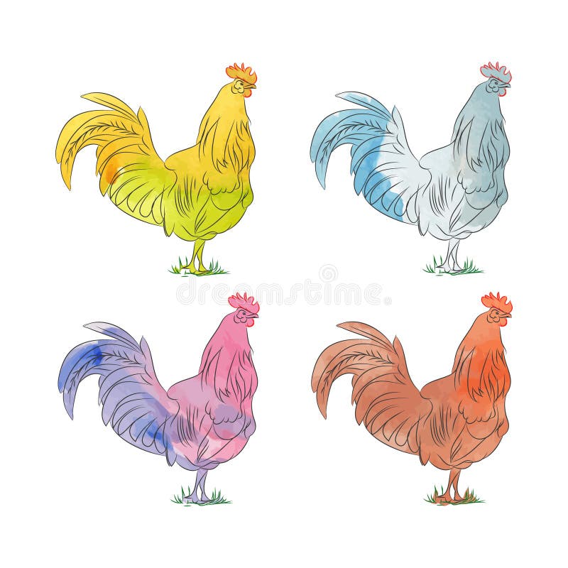 Vetor da aquarela do galo ilustração royalty free Vetor da aquarela do galo ilustração royalty free