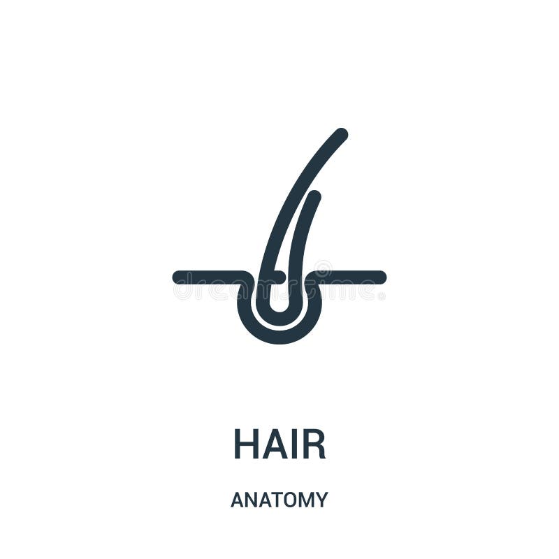 vetor do ícone do cabelo da coleção da anatomia Linha fina ilustração do vetor do ícone do esboço do cabelo Símbolo linear para o ilustração do vetor vetor do ícone do cabelo da coleção da anatomia Linha fina ilustração do vetor do ícone do esboço do cabelo Símbolo linear para o ilustração do vetor