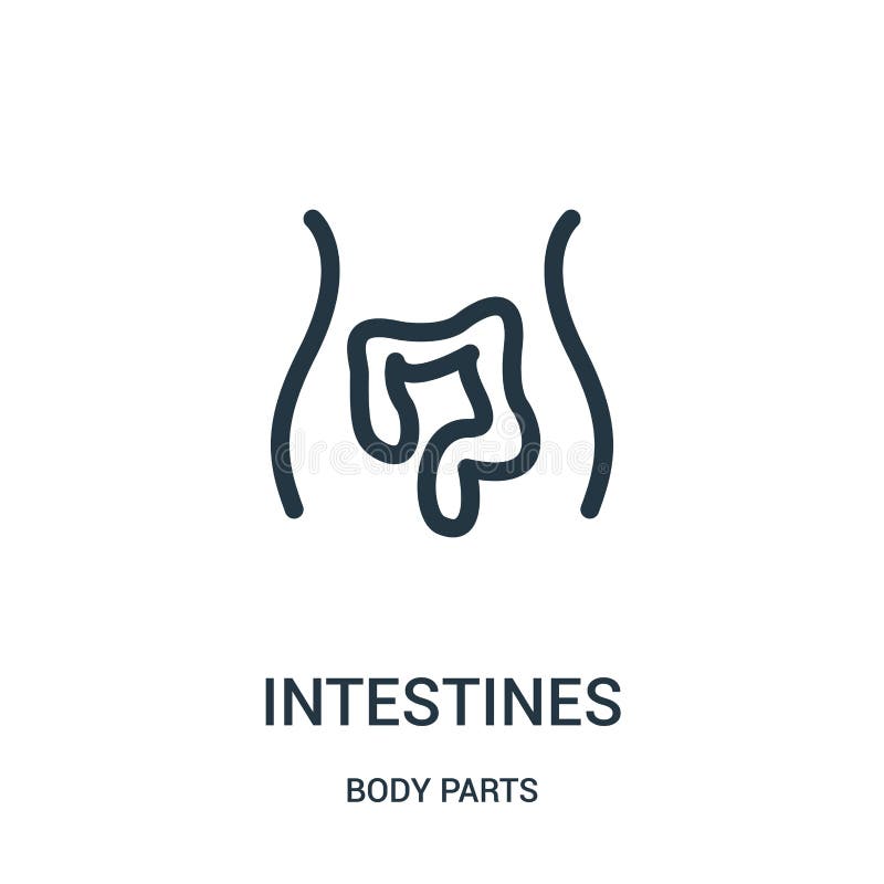 vetor do ícone dos intestinos da coleção das partes do corpo Linha fina ilustração do vetor do ícone do esboço dos intestinos ilustração stock vetor do ícone dos intestinos da coleção das partes do corpo Linha fina ilustração do vetor do ícone do esboço dos intestinos ilustração stock