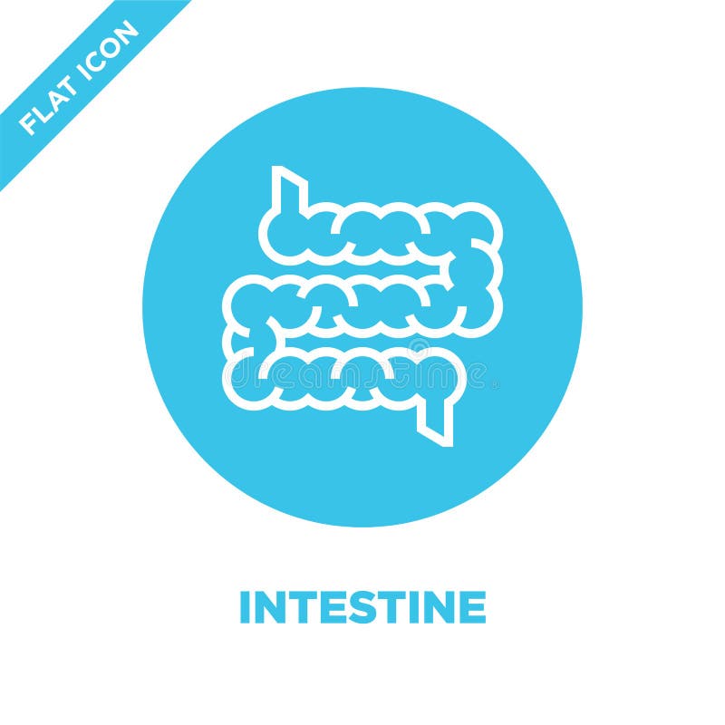 vetor do ícone do intestino da coleção dos órgãos humanos Linha fina ilustração do vetor do ícone do esboço do intestino Símbolo ilustração do vetor vetor do ícone do intestino da coleção dos órgãos humanos Linha fina ilustração do vetor do ícone do esboço do intestino Símbolo ilustração do vetor