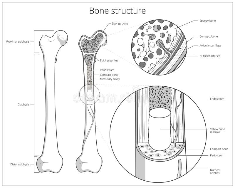 Vetor educacional médico da estrutura do osso