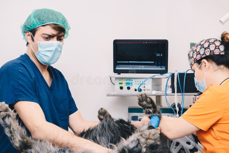 Vets in Veterinary Clinic Checking Dog before Surgery Stock Photo
