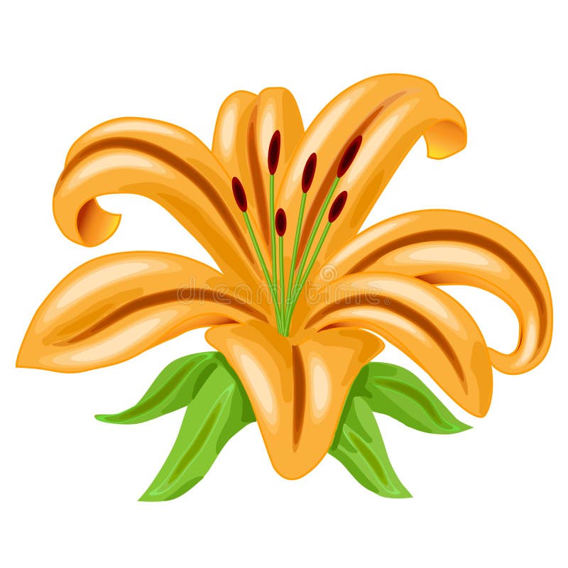 Vettore arancione del fiore del giglio illustrazione di stock Vettore arancione del fiore del giglio illustrazione di stock