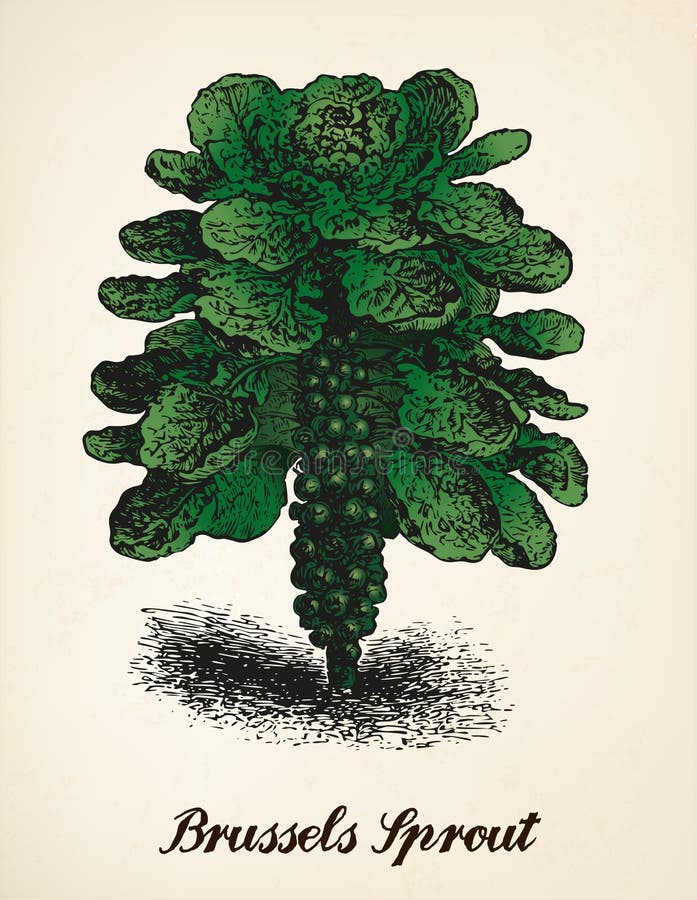 Vettore d'annata dell'illustrazione dei cavolini di Bruxelles royalty illustrazione gratis Vettore d'annata dell'illustrazione dei cavolini di Bruxelles royalty illustrazione gratis