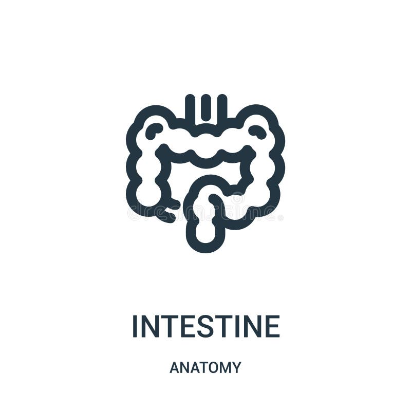 vettore dell'icona dell'intestino dalla raccolta di anatomia Linea sottile illustrazione di vettore dell'icona del profilo dell'i royalty illustrazione gratis vettore dell'icona dell'intestino dalla raccolta di anatomia Linea sottile illustrazione di vettore dell'icona del profilo dell'i royalty illustrazione gratis