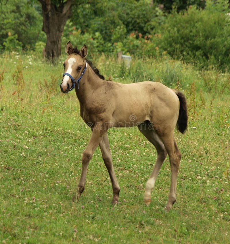 A young horse (foal) in beautiful summer meadow with flowers. A young horse (foal) in beautiful summer meadow with flowers