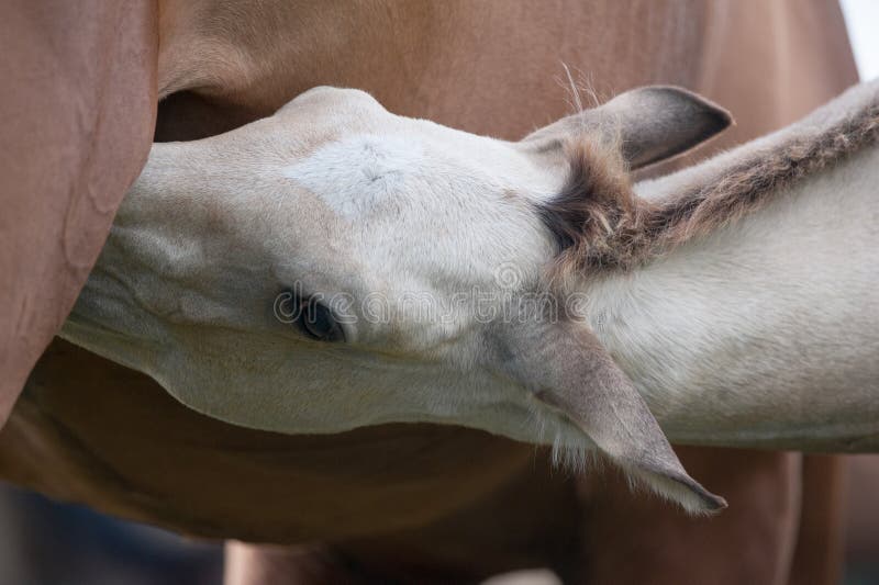 Akhal-teke foal feeding closeup. Akhal-teke foal feeding closeup