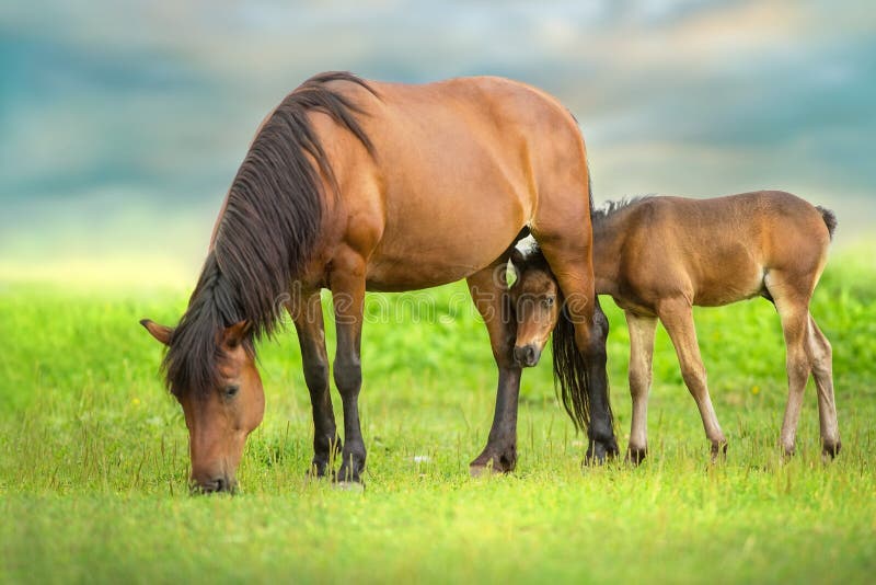 Bay little foal and mare on summer pasture rest and grazing. Bay little foal and mare on summer pasture rest and grazing